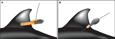 Temperature-related movement and habitat utilization patterns of Dall’s porpoises, small cetaceans seasonally migrating into the subarctic Pacific